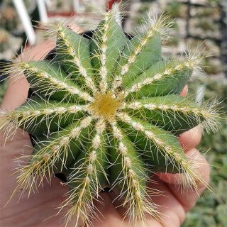 کاکتوس پارودیا مگنی فیکا از بالا