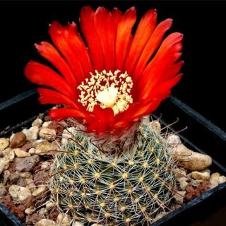 پارودیا میکروسپرما