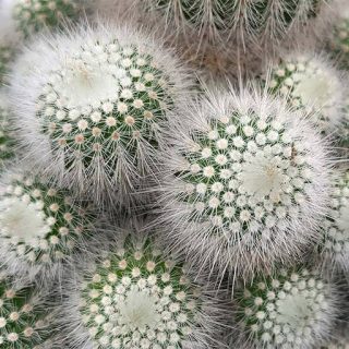 پارودیا اسکوپا زیبا