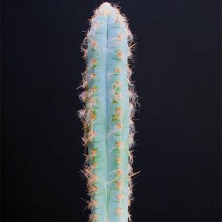 بذر پیلوسرئوس گلاسنس