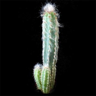 بذر پیلوسرئوس گلاسنس