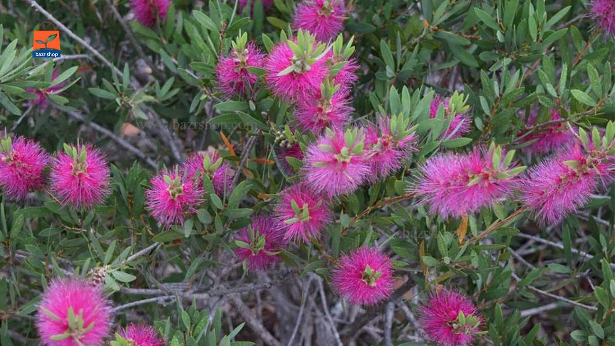 گل شیشه شور صورتی