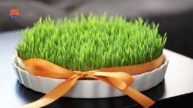 گیاه جو برای سبزه های عید