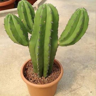 پایه نقری چیچیپ