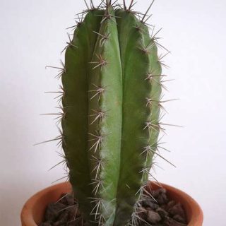 بذر کاکتوس پایه نقری چیچیپ