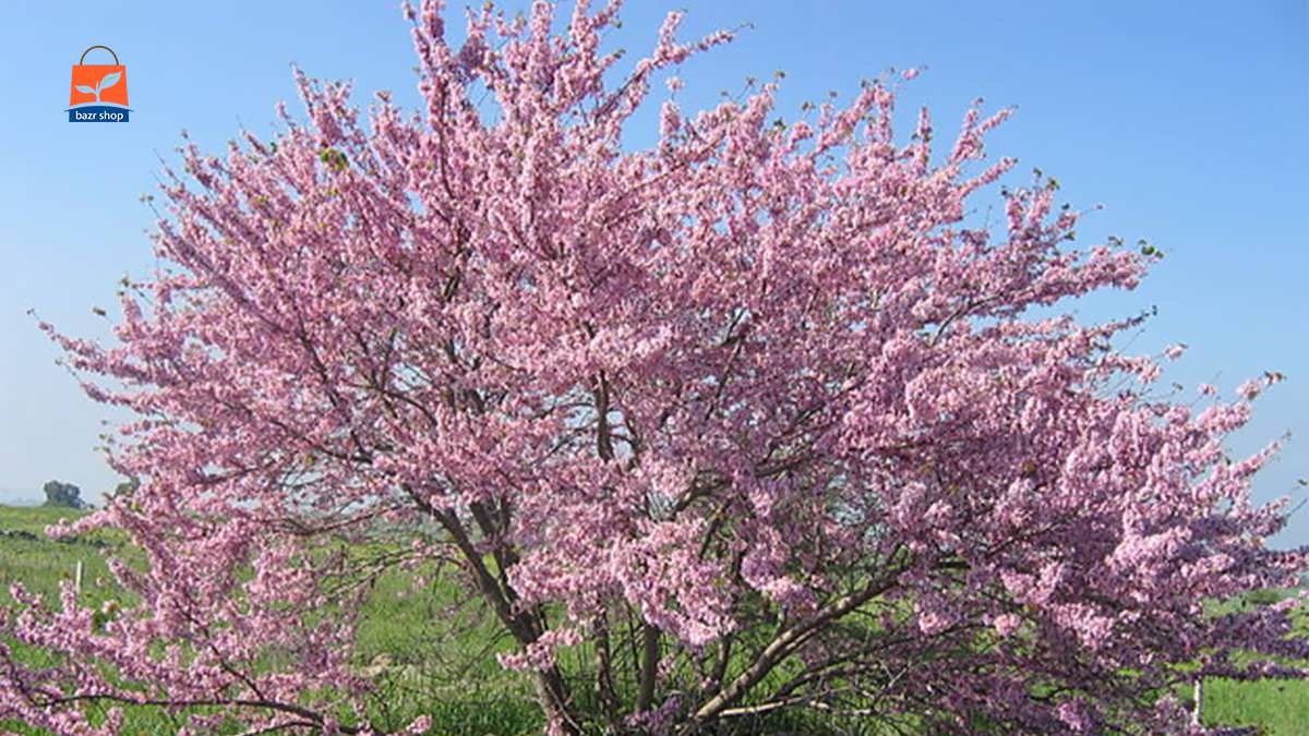 درخت ارغوانی بنفش صورتی