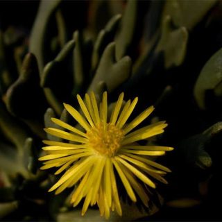 ساکولنت تبری