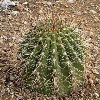 بذر سوگرنسیا سورموسا