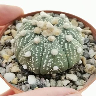 کاکتوس آستروفیتوم آستریاس میکس خاص