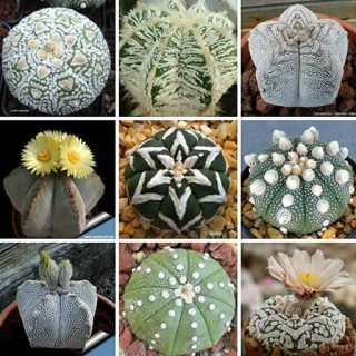 بذر آستروفیتوم میکس خاص