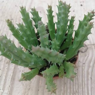 گیاه استاپیلا