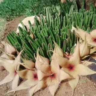 بذر استاپیلا