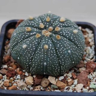 بذر استرا استروفیتوم میکس