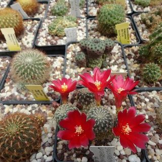 بذر سولکوربوتیا دنسی پکتیناتا