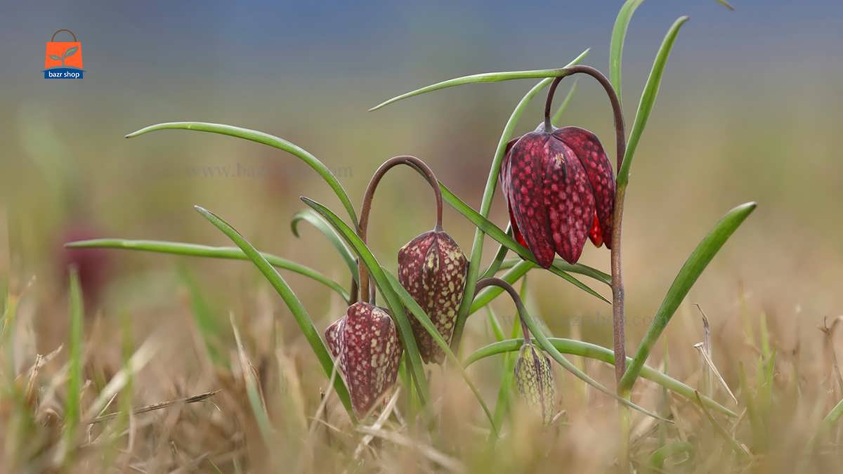 لاله مردابی در باد