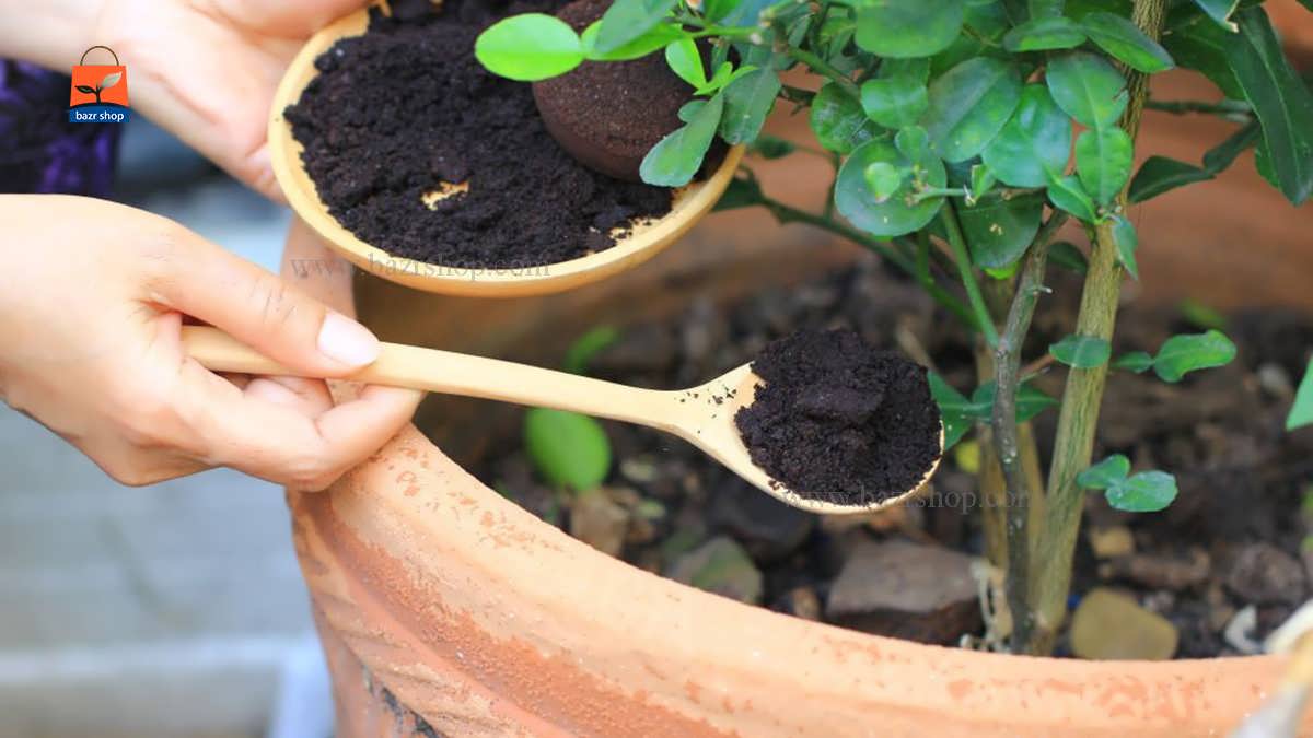 بهترین کود برای گیاهان آپارتمانی