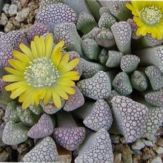 ساکولنت تیتانوپسیس