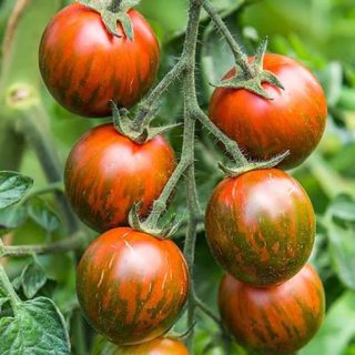 درخت گوجه چری تایگر قرمز