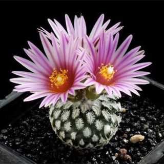 بذر توربینی کارپوس میکس