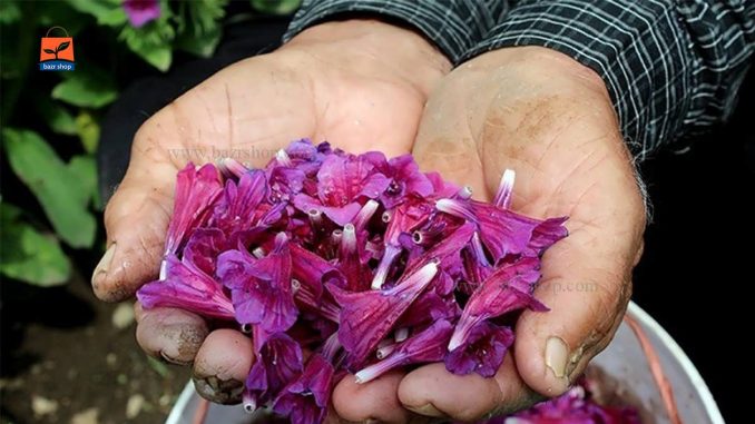 انواع گل گاوزبان