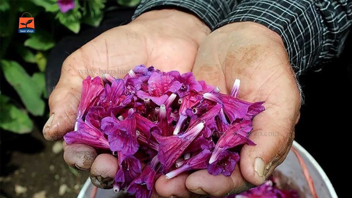 انواع گل گاوزبان