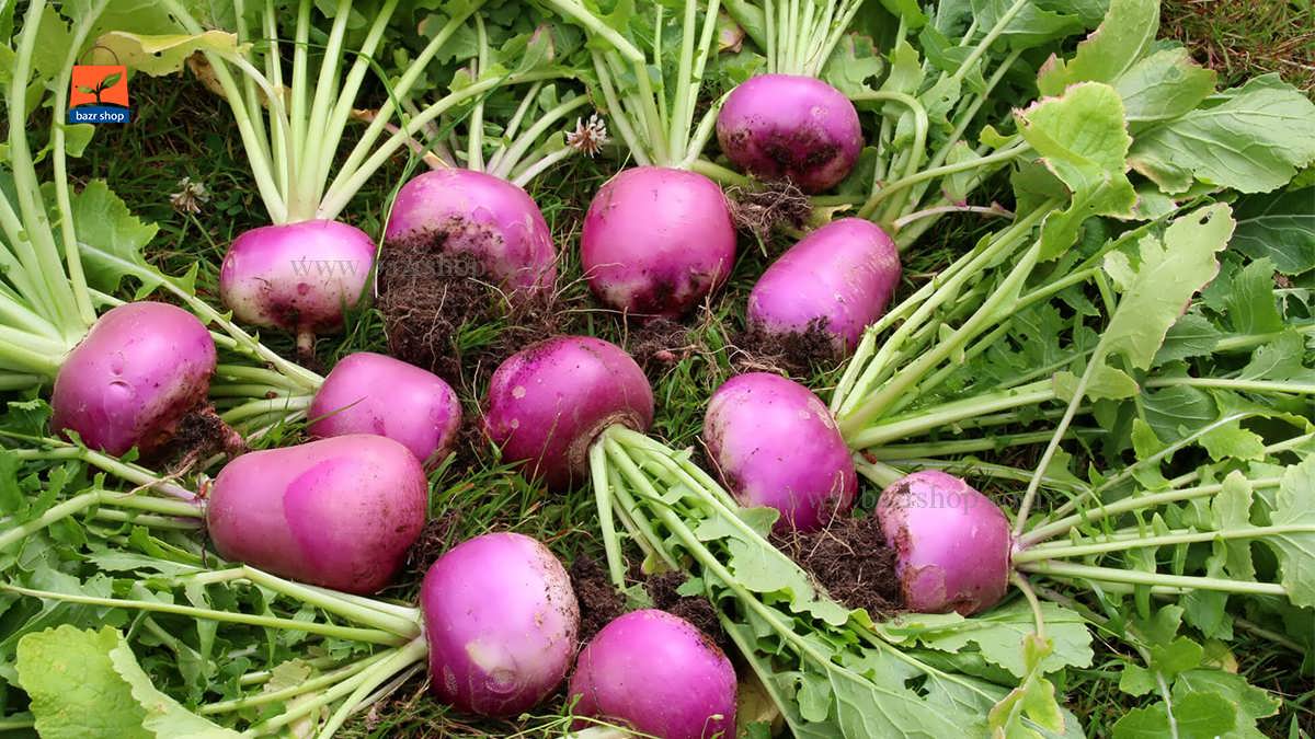 انواع شلغم و خواص آن