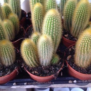 وبربایورسوس جانسونی در گلدان