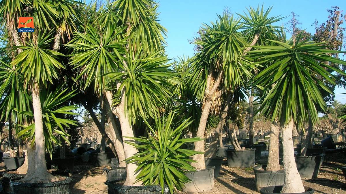 نگهداری گیاه یوکا فیلی