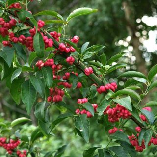 گوشوارکی