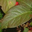 گوشوارکی سبز
