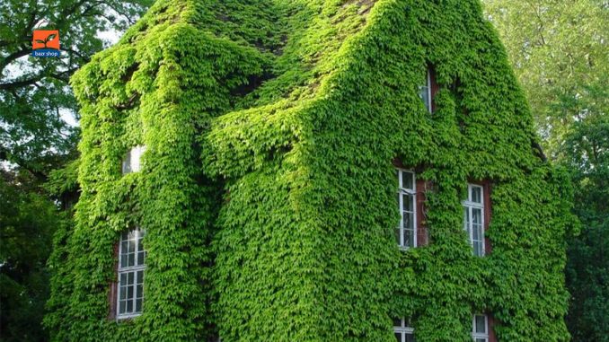 گیاهان همیشه سبز بالا رونده