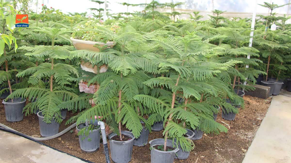 همه چیز درباره کاج مطبق