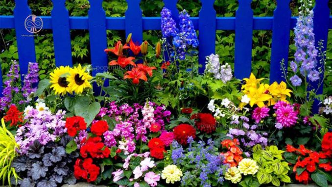 معرفی گل های باغچه ای فصل تابستان