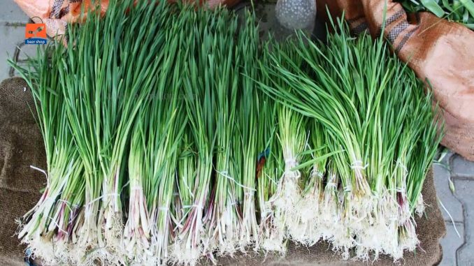 آشنایی با گیاه شنگ