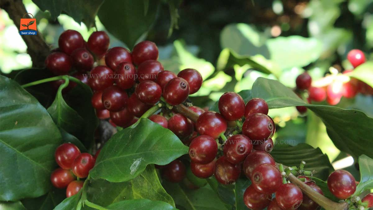 خواص قهوه عربی