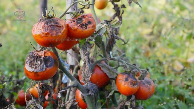 بیماری های مختلف گوجه فرنگی