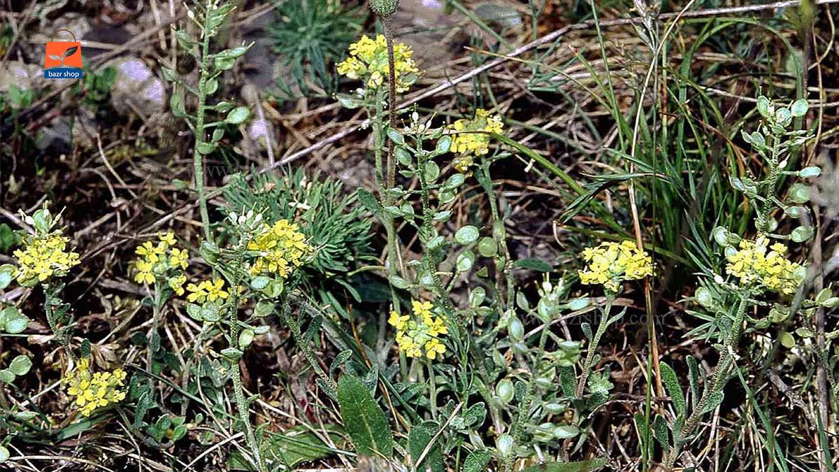 گل بسیار زیبای زرد تودری