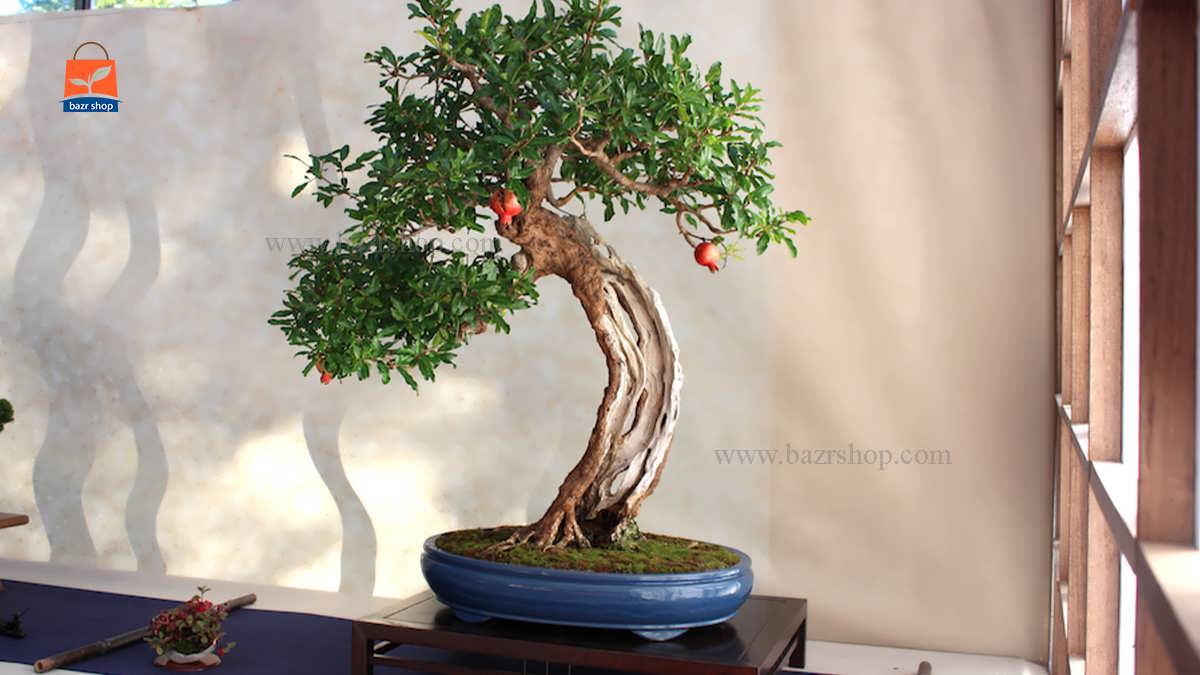 درخت بونسای انار زیبا