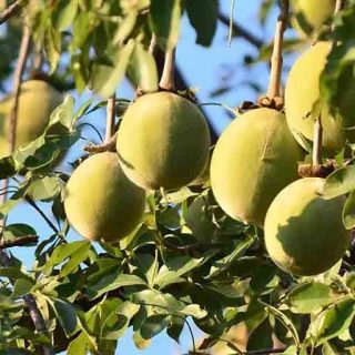 بذر درخت بائوباب