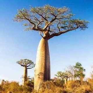 بذر درخت بائوباب