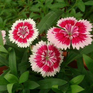 گل میخک خوراکی
