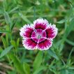 گل میخک خوراکی زیبا