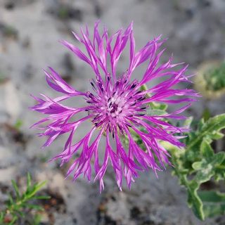 گل گندم خوراکی زیبا