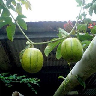 بذر پشن فروت چینی