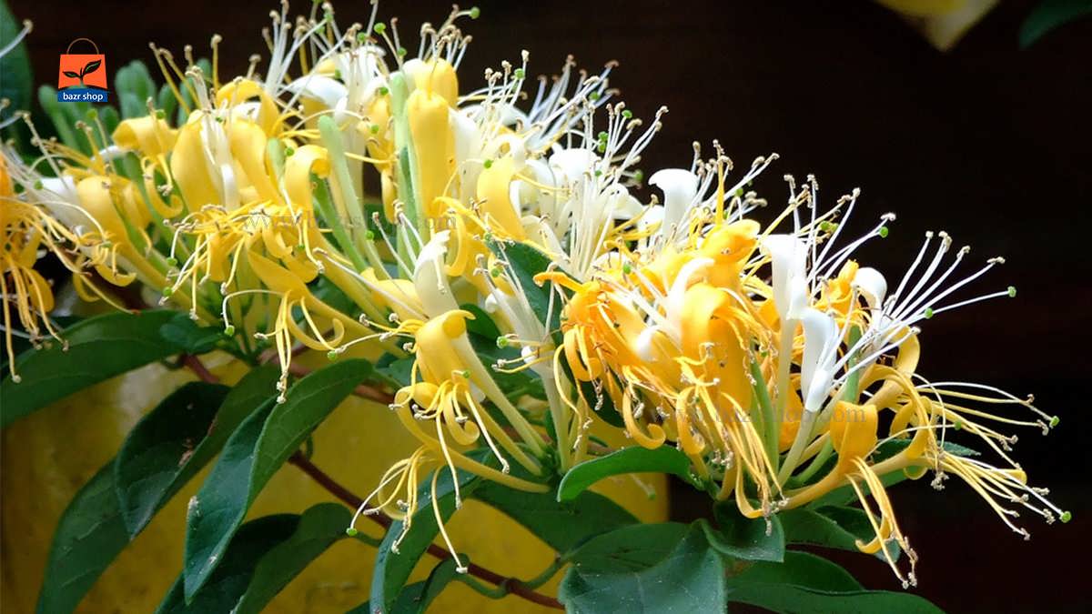 پرورش و نگهداری گل یاس رونده