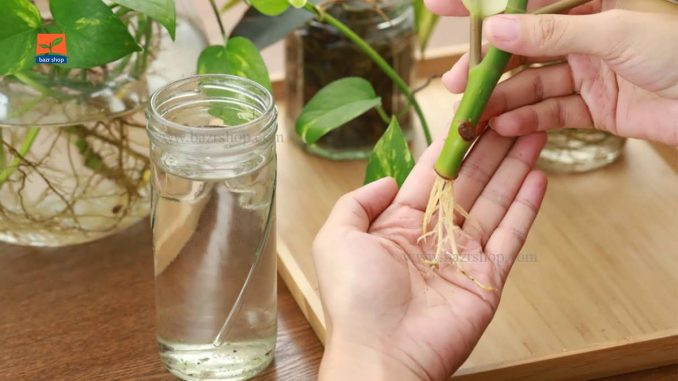 قلمه ها از گیاهان تاسیس شده