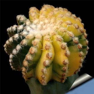 بذر دیسکو کاکتوس ابلق