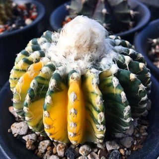 بذر دیسکو کاکتوس ابلق