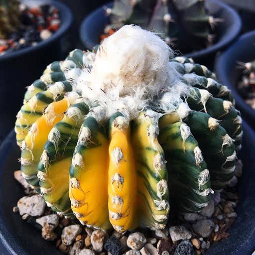 بذر دیسکو کاکتوس ابلق بذر دیسکو کاکتوس ابلق