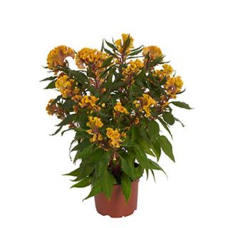 بذر تاج خروس چتری گلدانی طلایی